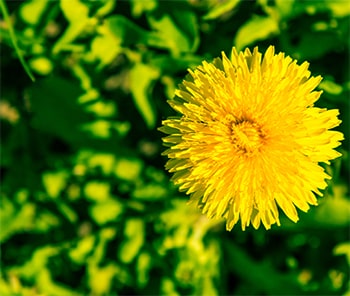 Service de traitement contre les mauvaises herbes