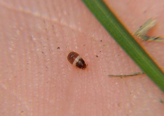 System.Collections.Generic.List'1[System.String]